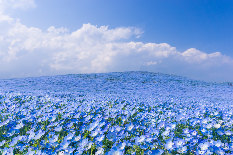 Illustration for article titled A never-ending ocean of 4.5 million flowers in Japan